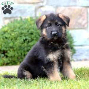 Echo, German Shepherd Puppy