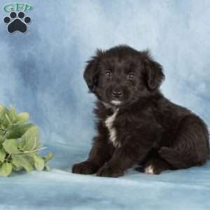 Poppy, Miniature Australian Shepherd Mix Puppy