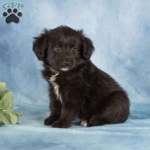 Poppy, Miniature Australian Shepherd Mix Puppy