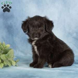 Poppy, Miniature Australian Shepherd Mix Puppy