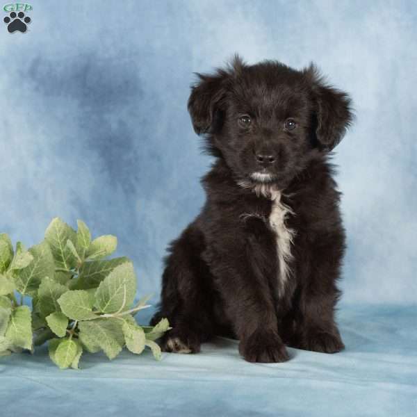 Poppy, Miniature Australian Shepherd Mix Puppy