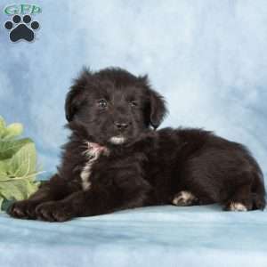 Poppy, Miniature Australian Shepherd Mix Puppy