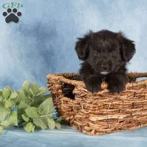 Poppy, Miniature Australian Shepherd Mix Puppy