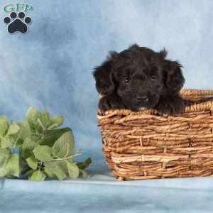 Princeton, Miniature Australian Shepherd Mix Puppy