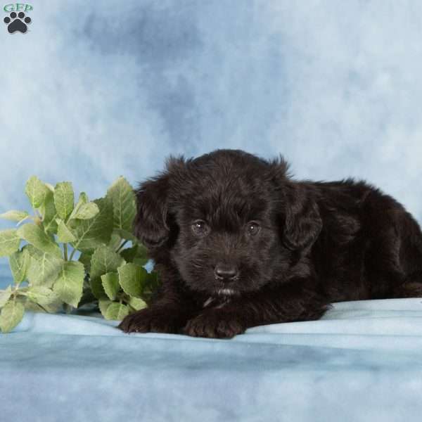 Princeton, Miniature Australian Shepherd Mix Puppy