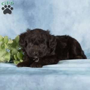 Princeton, Miniature Australian Shepherd Mix Puppy