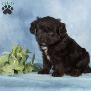 Princeton, Miniature Australian Shepherd Mix Puppy