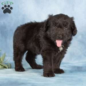 Princeton, Miniature Australian Shepherd Mix Puppy