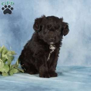 Princeton, Miniature Australian Shepherd Mix Puppy