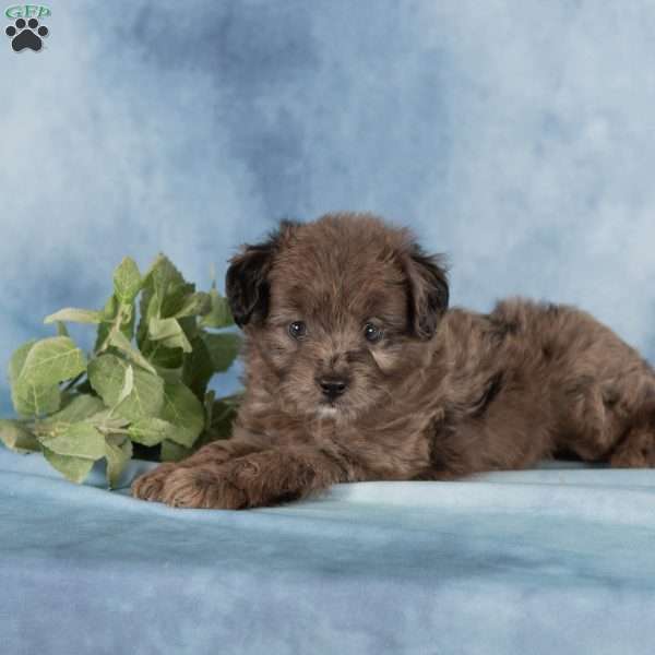 Pearl, Miniature Australian Shepherd Mix Puppy