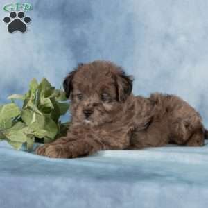Pearl, Miniature Australian Shepherd Mix Puppy