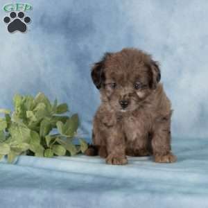 Pearl, Miniature Australian Shepherd Mix Puppy