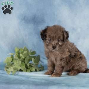 Pearl, Miniature Australian Shepherd Mix Puppy