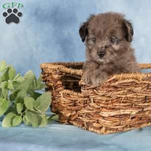 Pearl, Miniature Australian Shepherd Mix Puppy