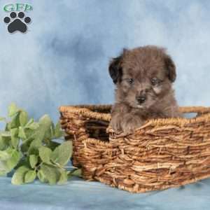 Pearl, Miniature Australian Shepherd Mix Puppy