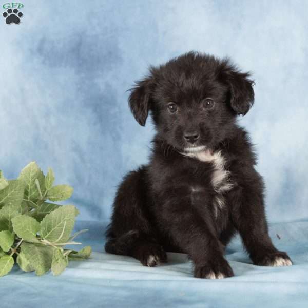 Paisley, Miniature Australian Shepherd Mix Puppy
