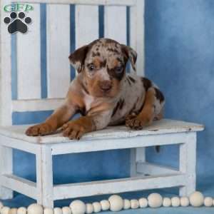 Candy, Catahoula mix Puppy