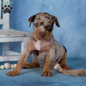 Candy, Catahoula mix Puppy