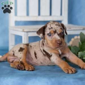 Candy, Catahoula mix Puppy