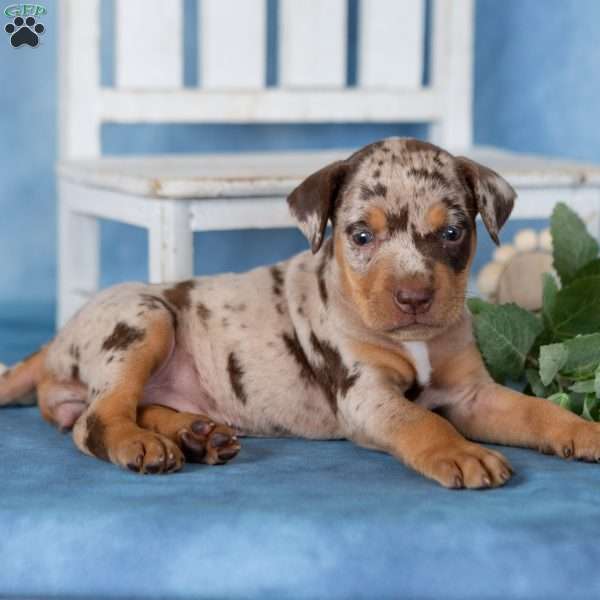 Candy, Catahoula mix Puppy