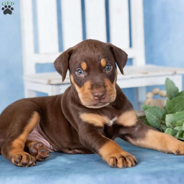 Coffee, Doberman Mix Puppy