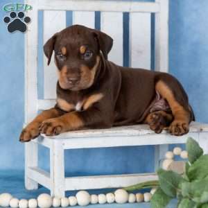 Coffee, Doberman Mix Puppy