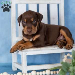 Coffee, Doberman Mix Puppy