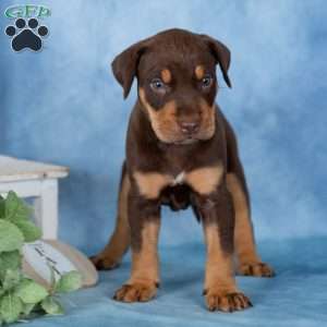 Coffee, Doberman Mix Puppy