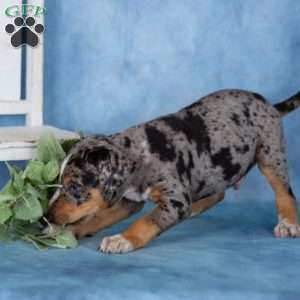 Caramel, Catahoula mix Puppy