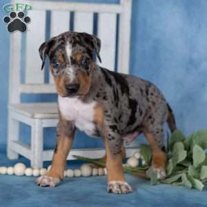 Caramel, Catahoula mix Puppy
