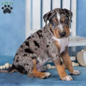 Caramel, Catahoula mix Puppy