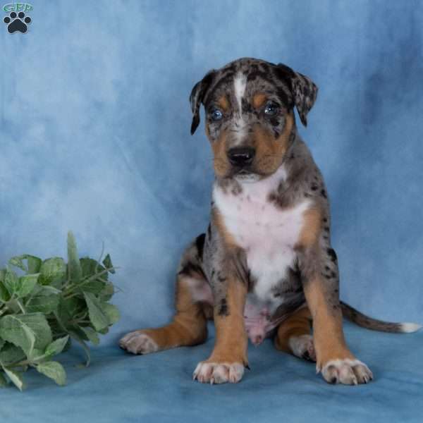 Caramel, Catahoula mix Puppy