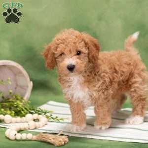 Dipper, Bich-Poo Puppy