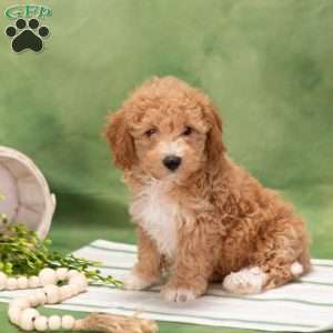 Dipper, Bich-Poo Puppy