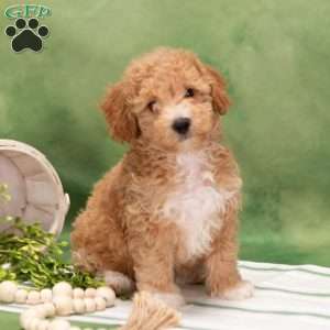 Dipper, Bich-Poo Puppy