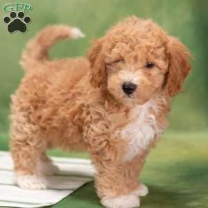 Dipper, Bich-Poo Puppy