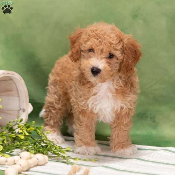 Dipper, Bich-Poo Puppy