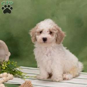 Davey, Bich-Poo Puppy