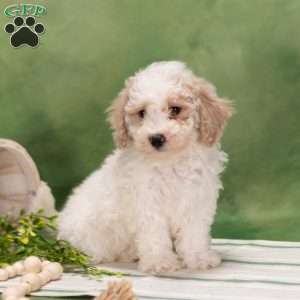 Davey, Bich-Poo Puppy