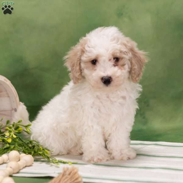 Davey, Bich-Poo Puppy