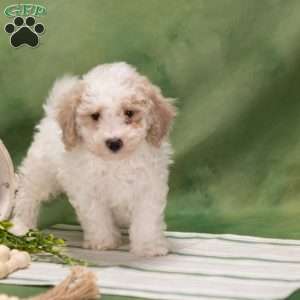 Davey, Bich-Poo Puppy