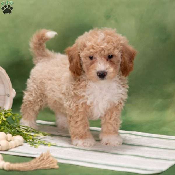 Danny, Bich-Poo Puppy