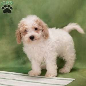 Devon, Bich-Poo Puppy