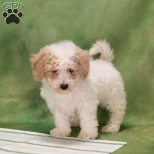 Devon, Bich-Poo Puppy