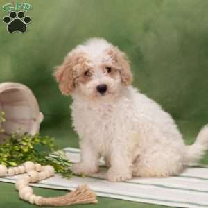 Devon, Bich-Poo Puppy