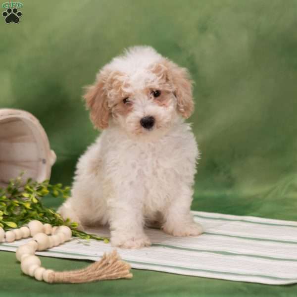 Devon, Bich-Poo Puppy
