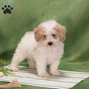 Devon, Bich-Poo Puppy