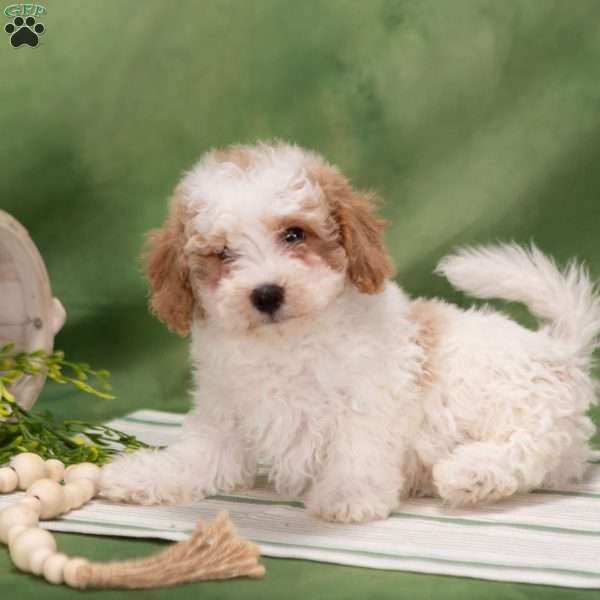 Donny, Bich-Poo Puppy
