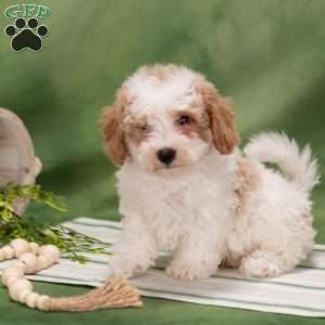 Donny, Bich-Poo Puppy
