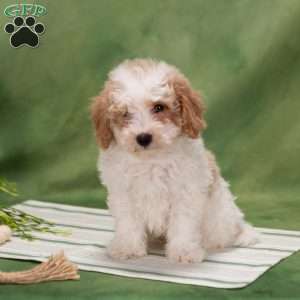 Donny, Bich-Poo Puppy